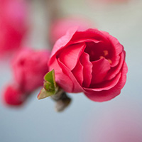 Delicately beautiful, Cherry Blossoms are my favorite flowers